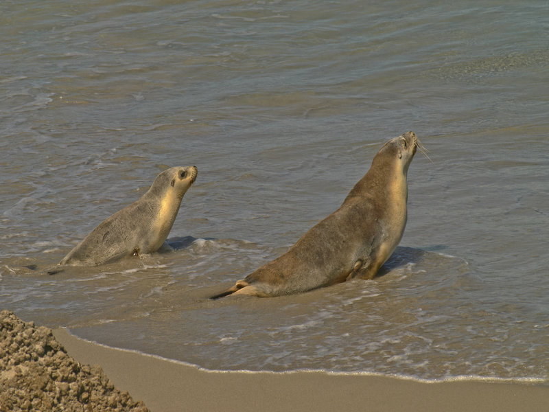Kangaroo Island, Sea Lion